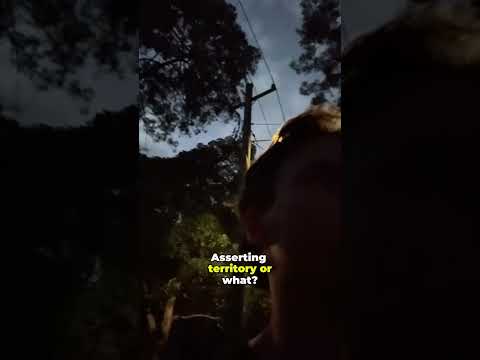 Is this the laugh of a kookaburra?