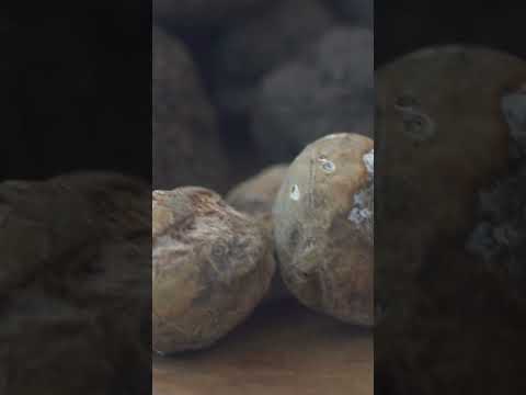 Truffle Hunting in Slovenia & Croatian Feasts in Split | Season 1, Episode 1