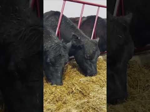 The Foodie: All About Beef | Behind the Scenes of New England's Food Industry  #yourhometv