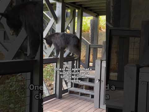 One of our smoky mountain realtors had a nosy neighbor stop by a property.