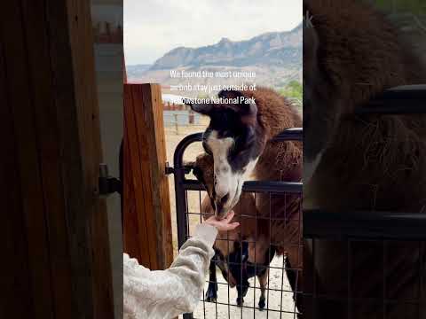We found the most unique stay outside of Yellowstone National Park #airbnb #airbnbhost #glamping