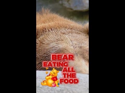 BEARS in the Cabin?! 🐻