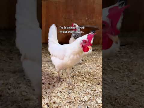 We’re traveling to all 50 states and let our kids pick the airbnb #adventureswithkids #blackhills