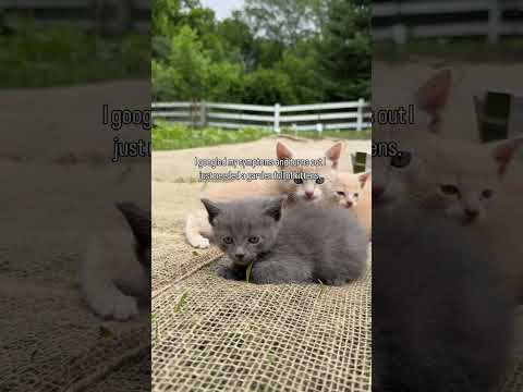 #justforfun #entrepreneurlife #realestateinvesting #worklifebalance #airbnbbusiness #homesteading