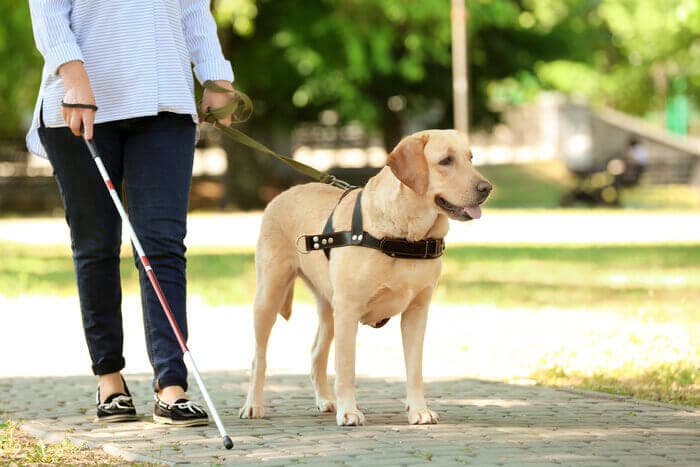 Vrbo Service Animal Policy: Complete Guide for Hosts